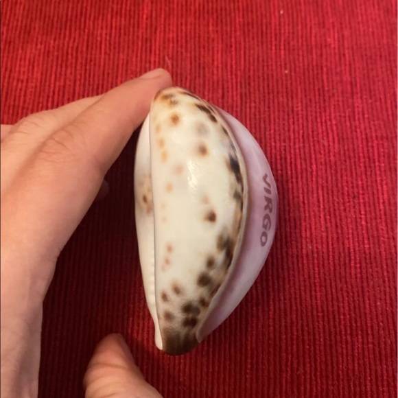 Virgo decorative beach shell - Picture 4 of 4